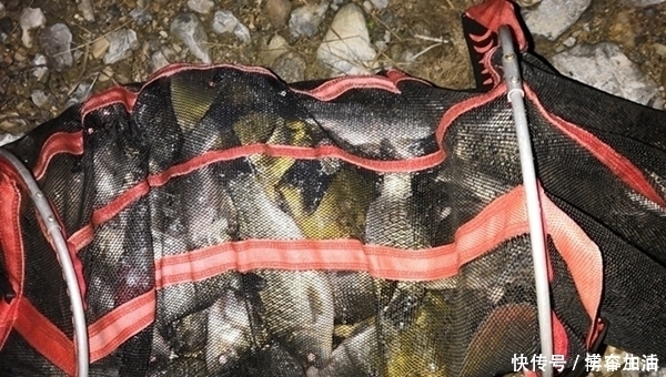 天气|夏季白天鲫鱼不咬钩，大鲫鱼这样钓才够狠，别不信，一钓一个准