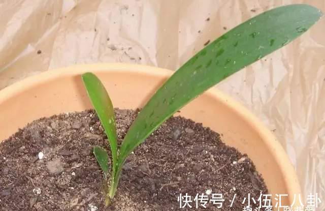 基质|君子兰不用买,一片叶子就能长出一整盆,生根快成活率高