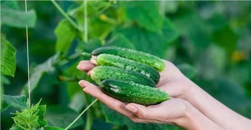 夏季蔬菜黃瓜特別受歡迎，黃瓜的7大功效你要了解，建議收藏
