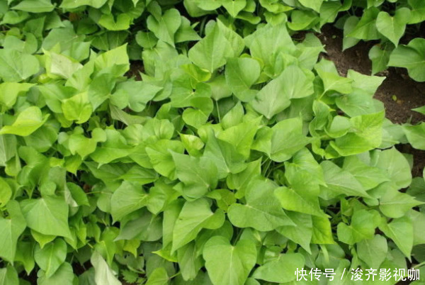 8种“高钙”蔬菜，菠菜不算啥，第一名钙是牛奶3倍，不要错过