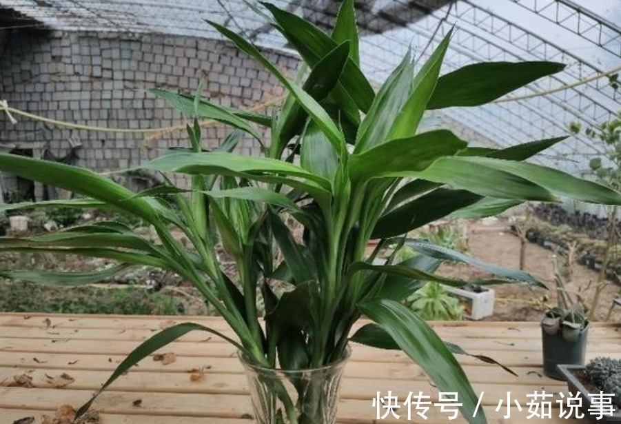 肥料|养花最容易犯的“5个错”,只要不改正,养一盆死一盆,赶紧调整