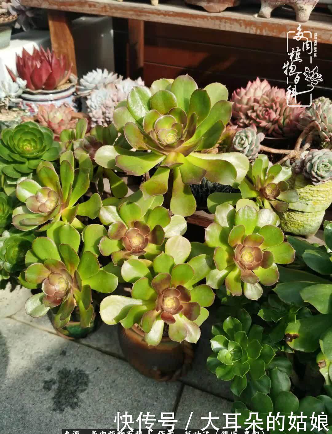 春暖花开，万物复苏，多肉迎来最美时光！