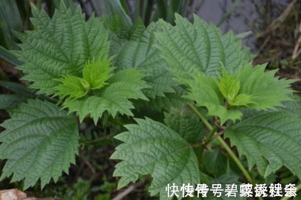 风湿性关节炎|农村常见的“咬人草”,是治疗风湿性关节炎的良药!