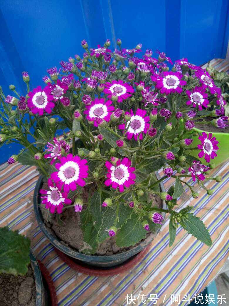 瓜叶菊听名字很土气，但开花却极为艳丽，叶子绿得晃眼！