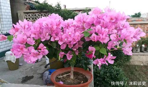 开春养三角梅,添点大补肥,花色艳丽一开就是大半年!