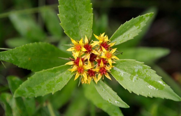 凉拌|65种野菜图片，带你认识不同的野菜和吃法，你想要的野菜这里都有