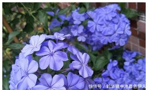 花杀手|最厉害的养花营养液给花喝一勺,根壮叶肥绿,开花多又艳!