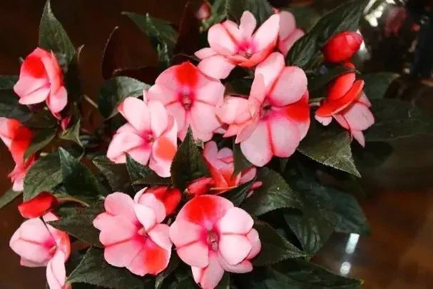 根系|养花要换盆，关键4点要“做对”，不然换了也白换，还容易死掉