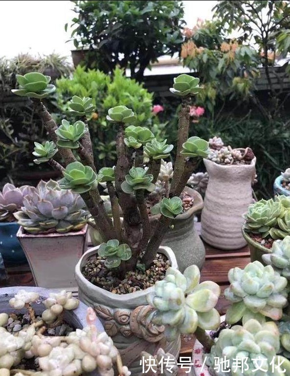 多肉要“安全”度夏,春天下功夫,养到膘肥体满,抗性好,不会挂
