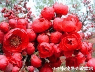 阳台再小也要种上一棵,开花比玫瑰好看,花香比桂花香!