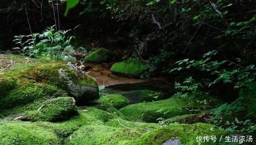 颜色|柞水的夏天是什么颜色？你知道吗？