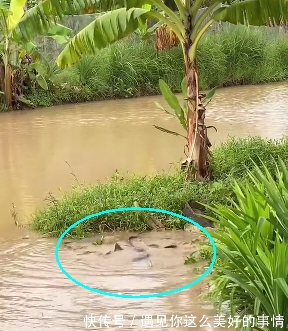 雨后，汕尾一河湾大群鲶鱼水面翻腾，附近钓鱼人：每条都有几十斤