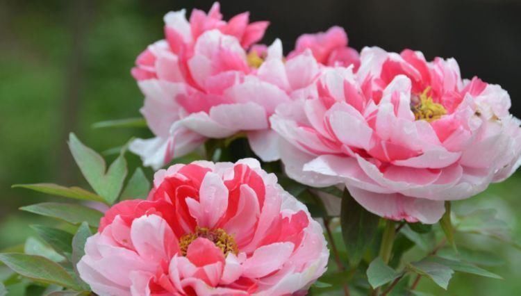 美爆|5种漂亮花,好打理易爆盆,花朵烂漫迷人,美爆了