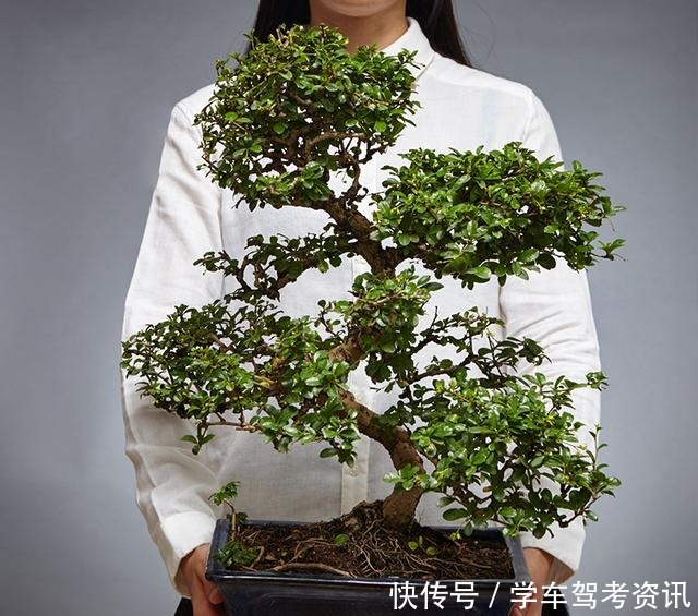 7种花，就得小盆养，盆越小水越少，长得更快！