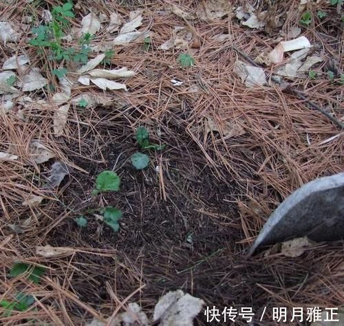 养分|松针发酵腐熟做营养土,为什么要选择生松针,不宜选择干松针?