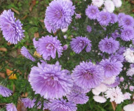 阳台养花，就养这“3宝”，花朵一开上百朵，蹭蹭变成“红花园”