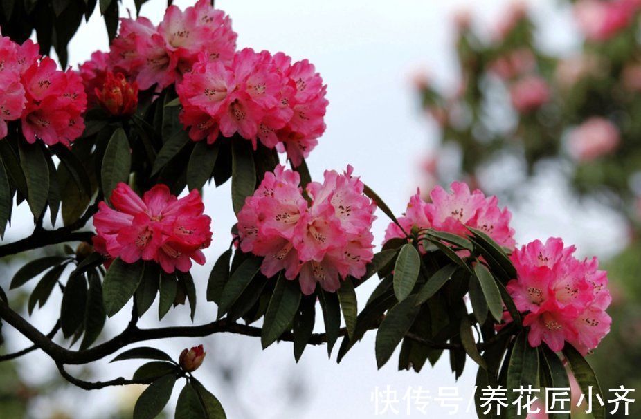 栽培|10种花中“贵货”太好看,打工仔“不舍得”买,等有钱要买一盆