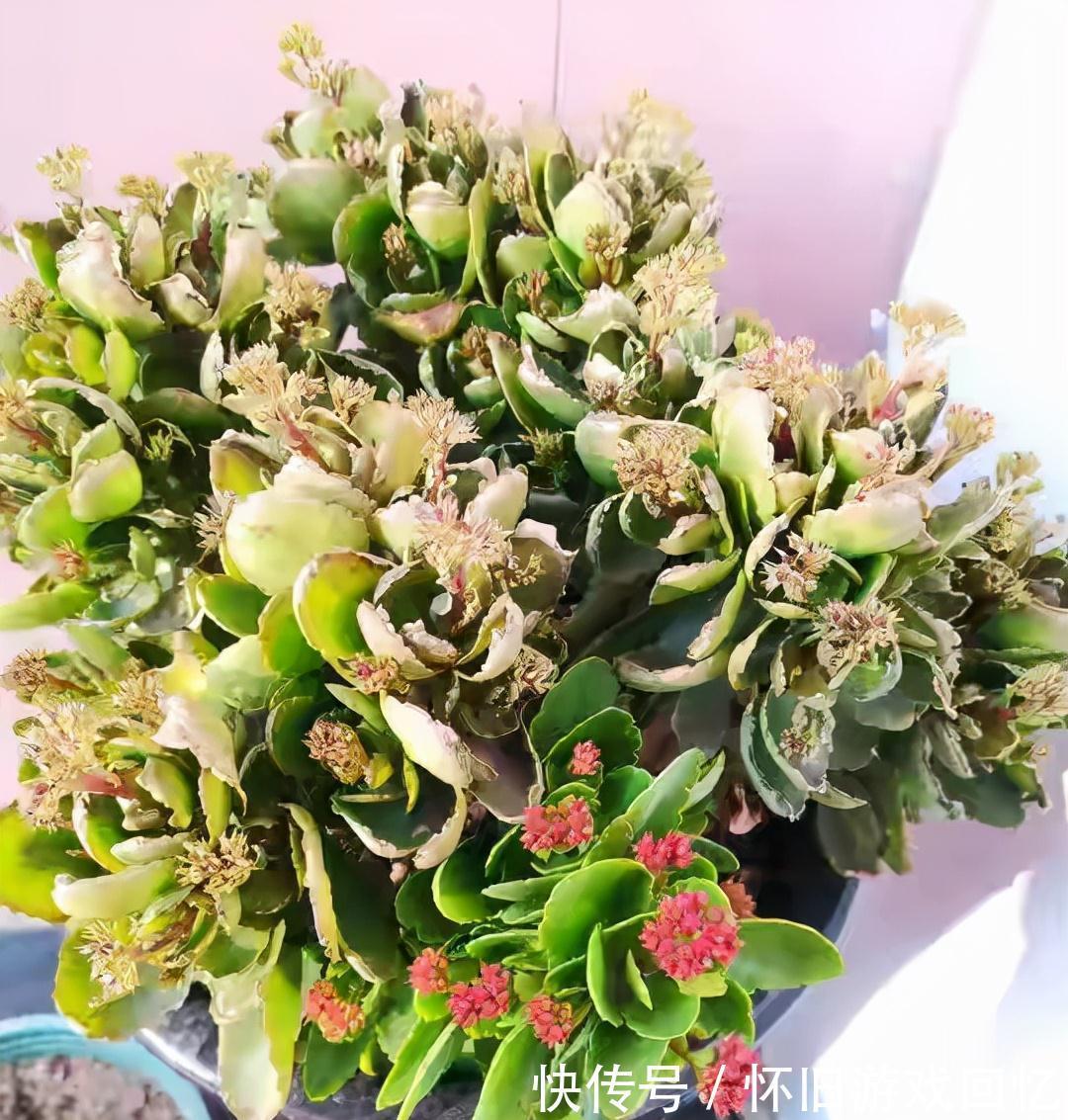 长寿花打花苞了,注意4点,不消苞,不落蕾,花期长