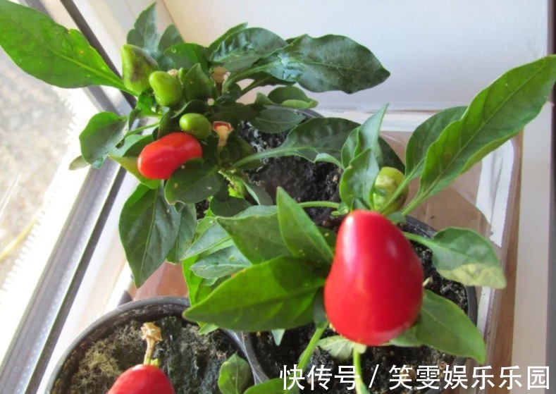 万能自制肥：蛋壳为原材料，制作过程是加热磨碎