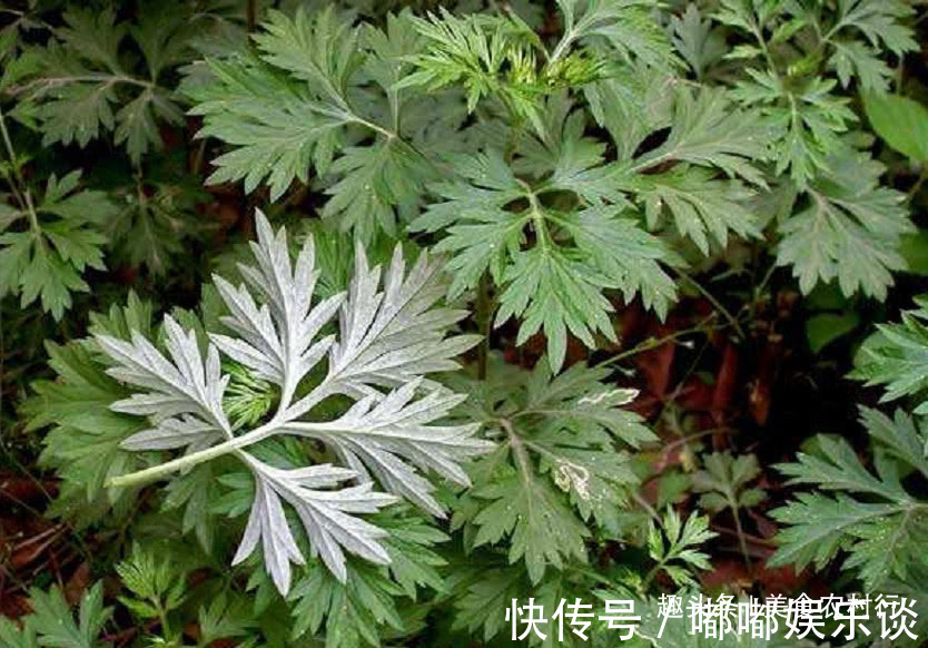 农村|农村野外这种野草,治疗“腰间盘突出”很有效,如今一斤50元