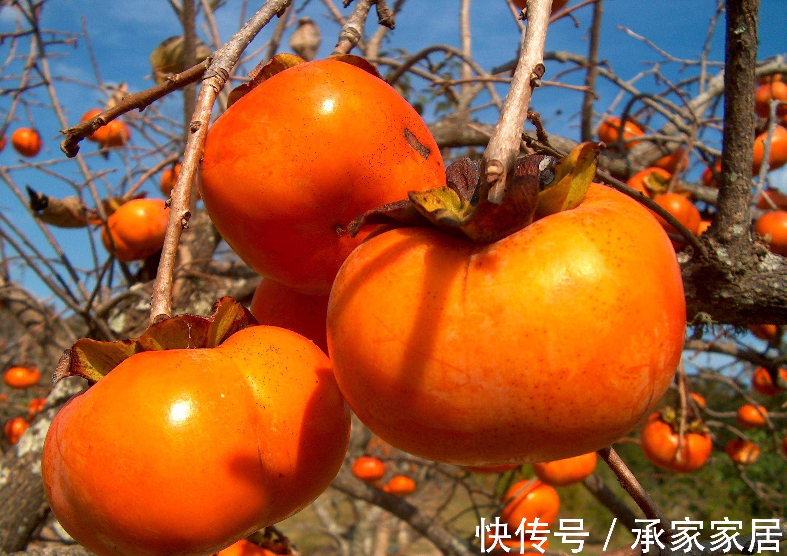 柿子|“一个柿子十副药”,这种常见的食物,为何被冠以如此盛誉?