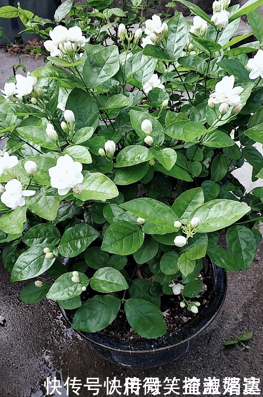 叶片|茉莉花爱黄叶，跟这四点养护不足有关，及时改善，叶绿根壮花又多