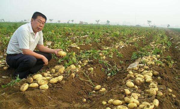芋头|长得像红薯,吃起来像芋头,只卖3元一斤,吃一次就爱上它