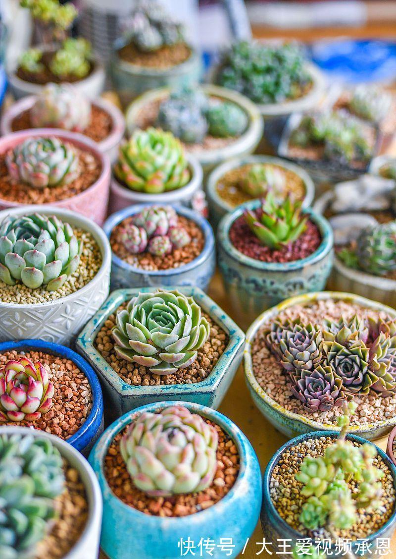 根系|四种花喜干不喜湿,什么时候也不能浇水太频繁,要学会懒养