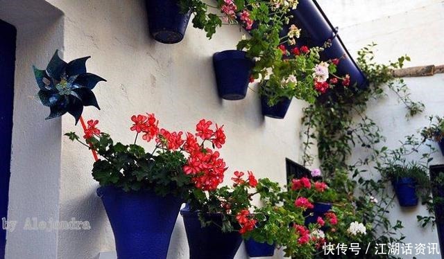 不一样的“庭院花园”，花草都上了墙