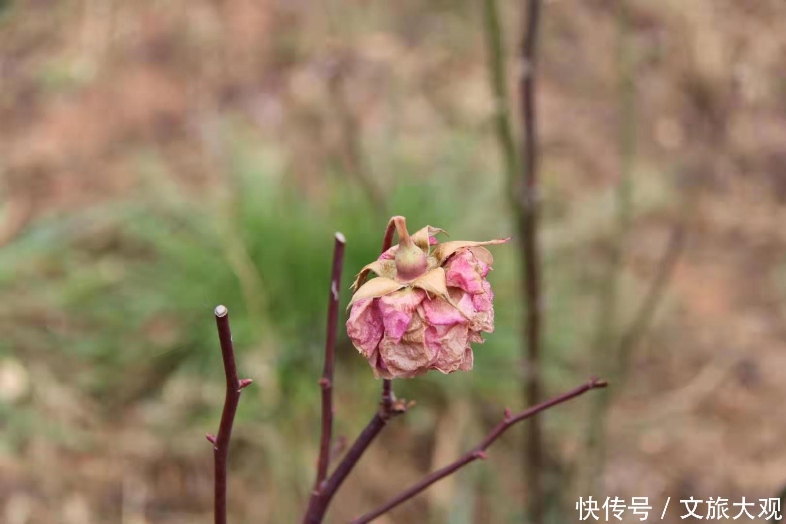 昆明冬日看花