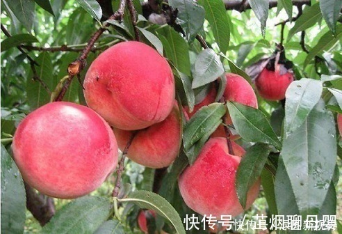 酸梅酸梅|女人不想子宫早衰,多吃以下3种水果,改善贫血,子宫更光滑