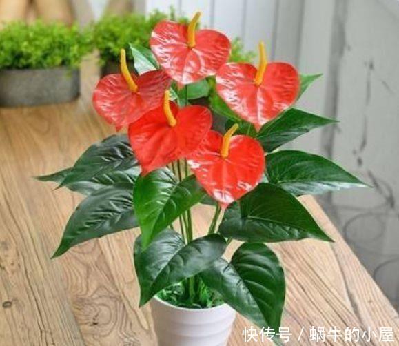  几种花羊杂阳台，变花海瀑布，花期长达200天