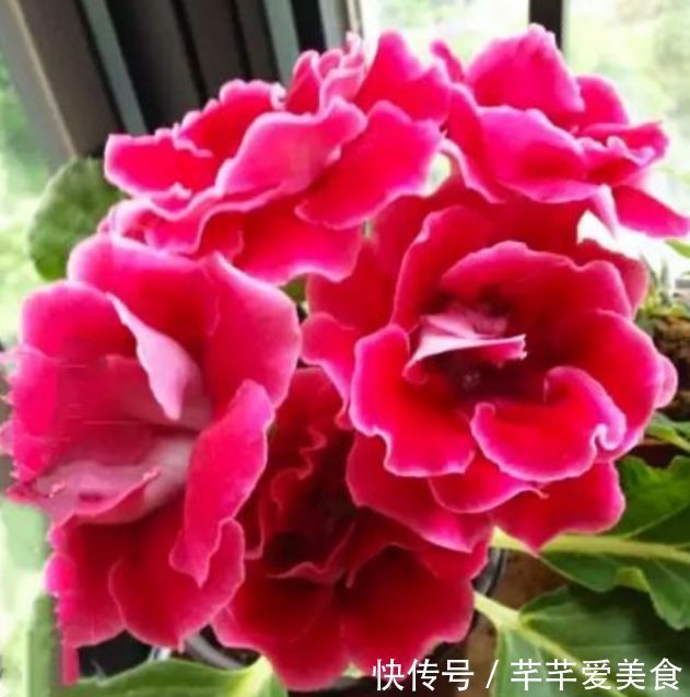 适合庭院养护的花卉,花姿妖娆,花开香飘溢满屋,一年四季都赏花