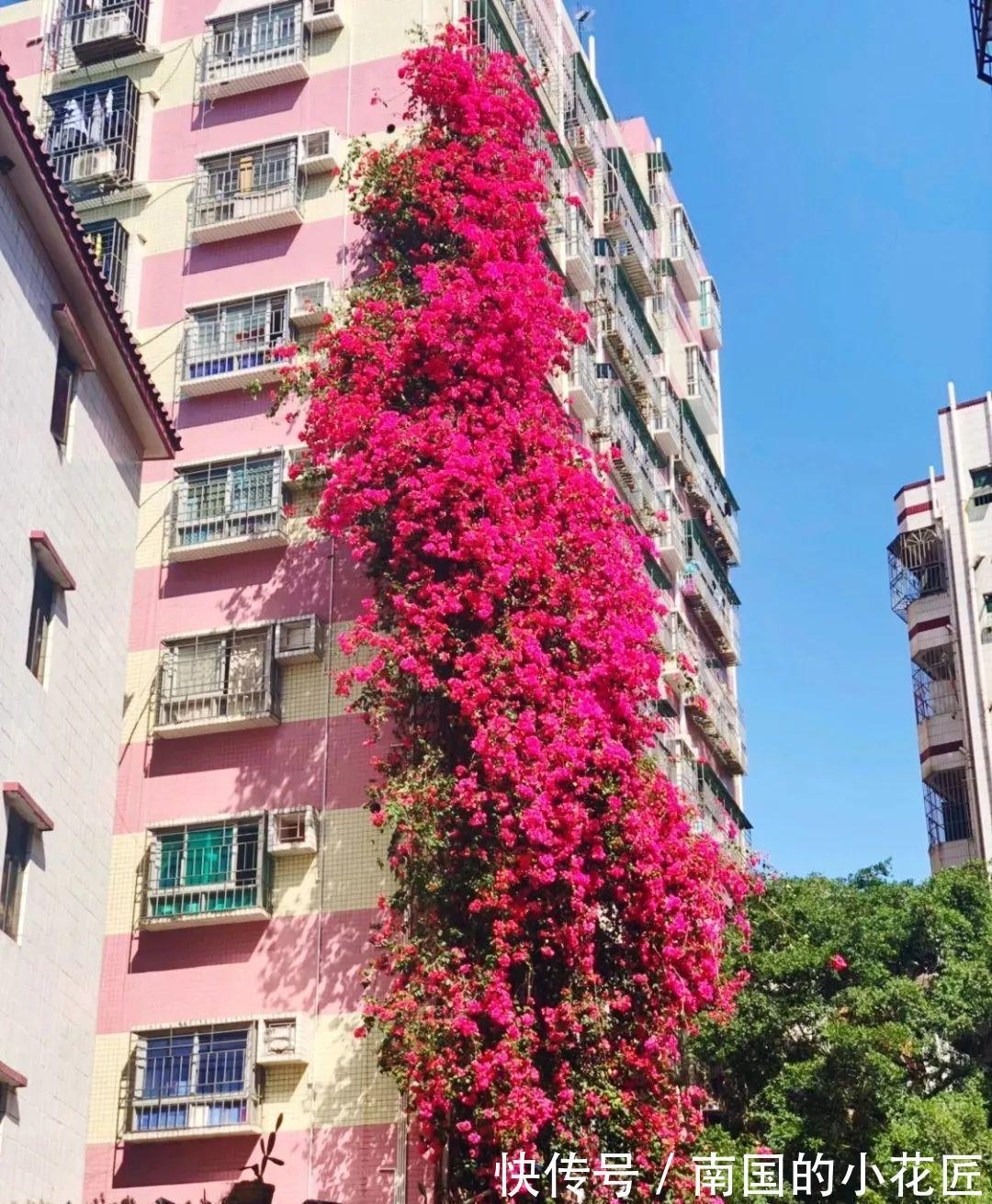 漂亮花|4种“漂亮花”，“穷养”长得旺，精心呵护活不长