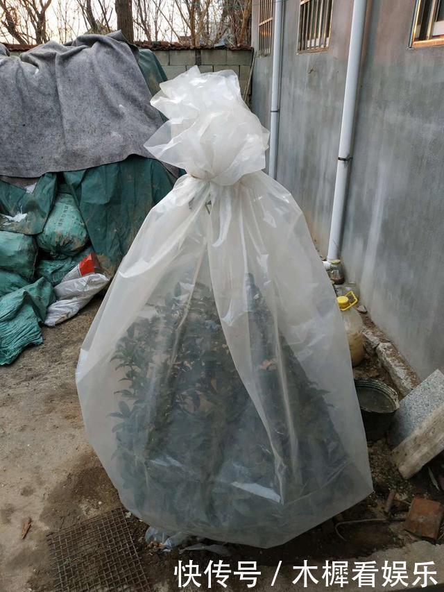 家里有5种花,12月之前要“动剪刀”,舍得剪、花量翻倍