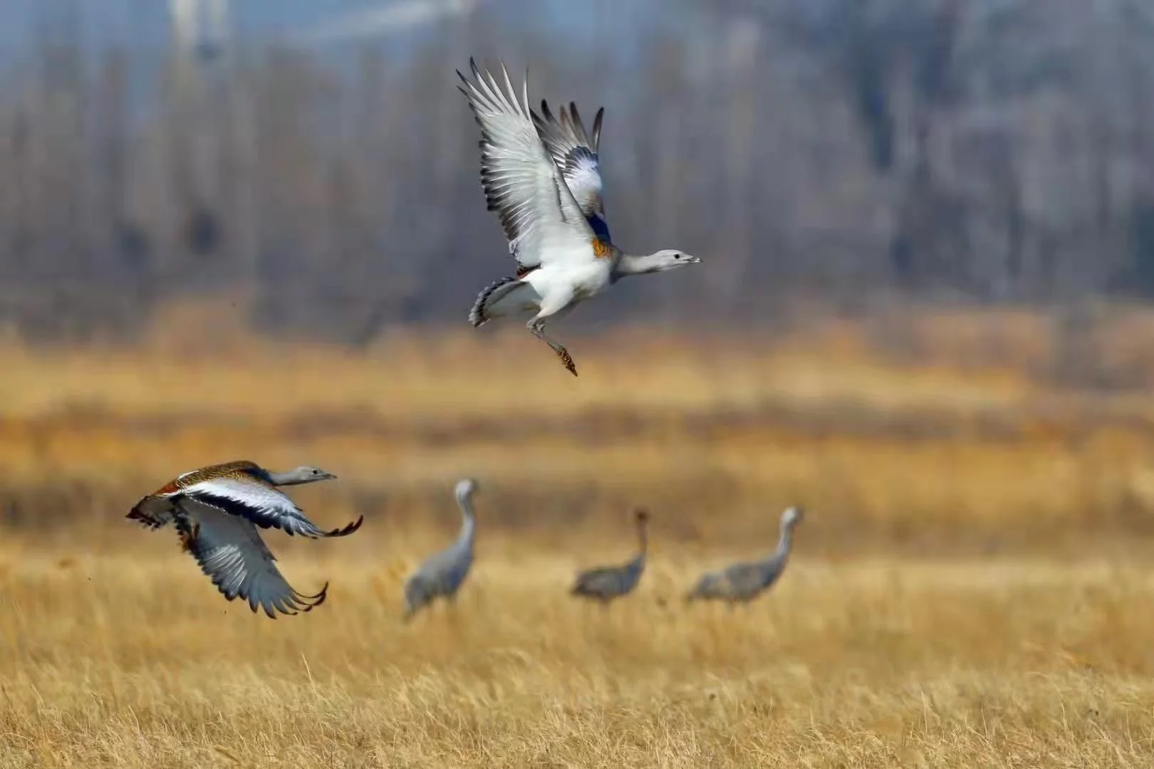 春天，来北京更大的湿地天然庇护区不雅鸟（北京湿地常见鸟类）