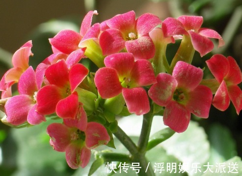 波浪状|夏天不知道养什么花,这些花朵花大色艳,夏天好养活,花香还浓