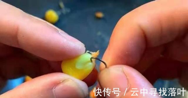 曲酒|高温天一到,唯独这鲤鱼饵才最可靠,十人有九人还不知,莫泄露哦!