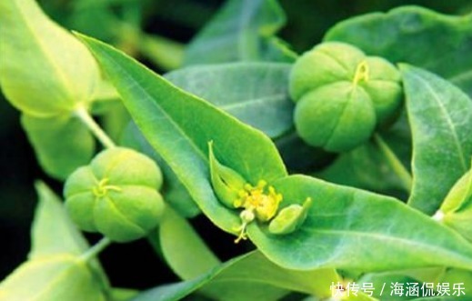 美容|女性想瘦身美容,多吃4种食物,排出毒素,养颜滋养女性子宫