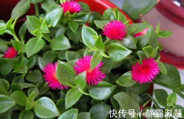 养护|4种花超漂亮，个个美出状态，简单养护就能长得旺，花美心情好！