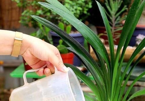 养护君子兰,2个肥料轮流用,一种长厚叶,一种开大花