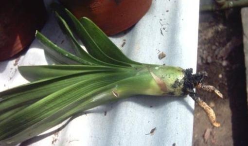 君子兰夏天容易烂根赶紧砍一刀,栽土里还能重新长!