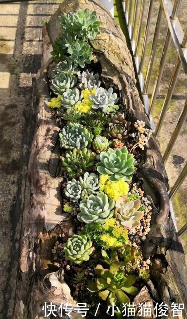 多肉为什么有时候很好养,有时候就养不活