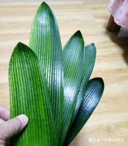 君子兰用啤酒擦叶,要注意“一点”,叶更绿更亮,花更大更艳!