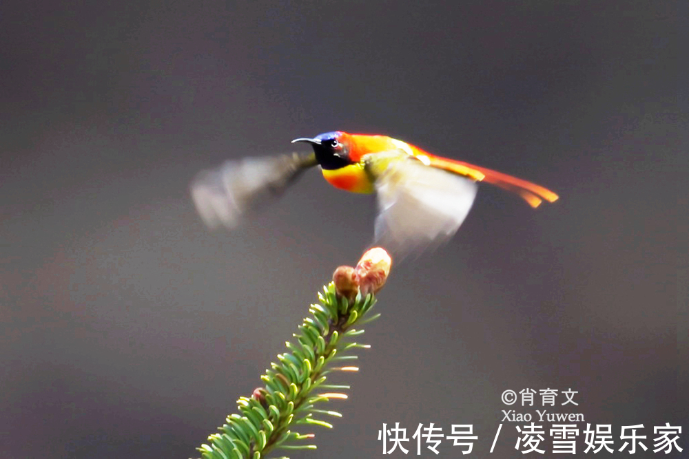 云南|已到山花烂漫时，到云南观鸟，无疑是度过完美夏天的最佳方式