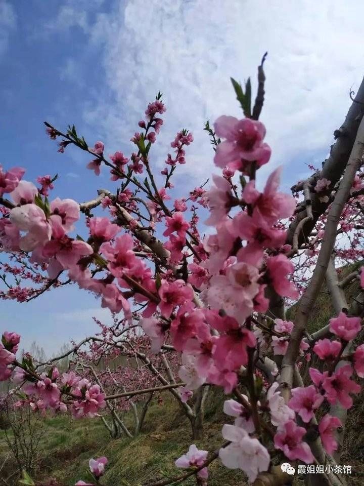 花开，莫错过归期