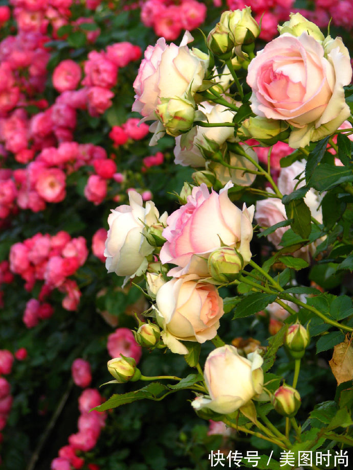 阳台上|为建花园,不顾反对买了一楼带院子,3年的亲手布置朋友都羡慕了