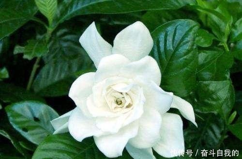 春天百花都要修剪，就是别动栀子花！剪一枝子，再也不开花！