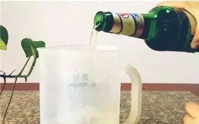 浇花|花妈妈养花15年,浇花时都要加点“神水”,花长的太美了,真神奇