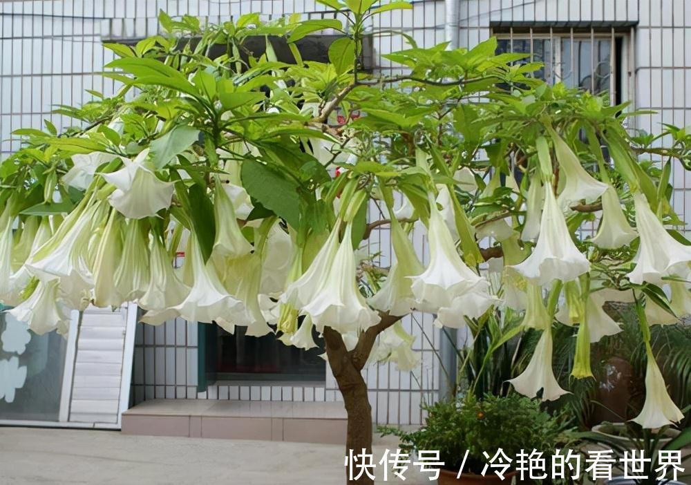 毒花|越美的花越有毒,生活诚不欺我!快来认识七种大毒花,避免受伤害